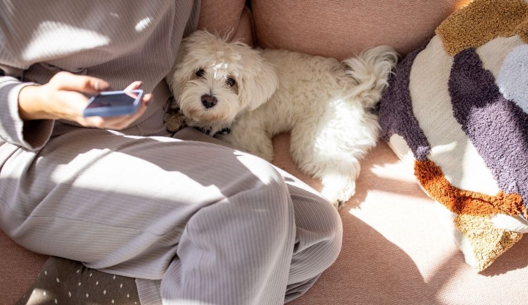 Can a Dog Think Negatively? How Dogs Absorb Our Anxiety