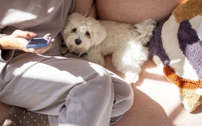 Can a Dog Think Negatively? How Dogs Absorb Our Anxiety