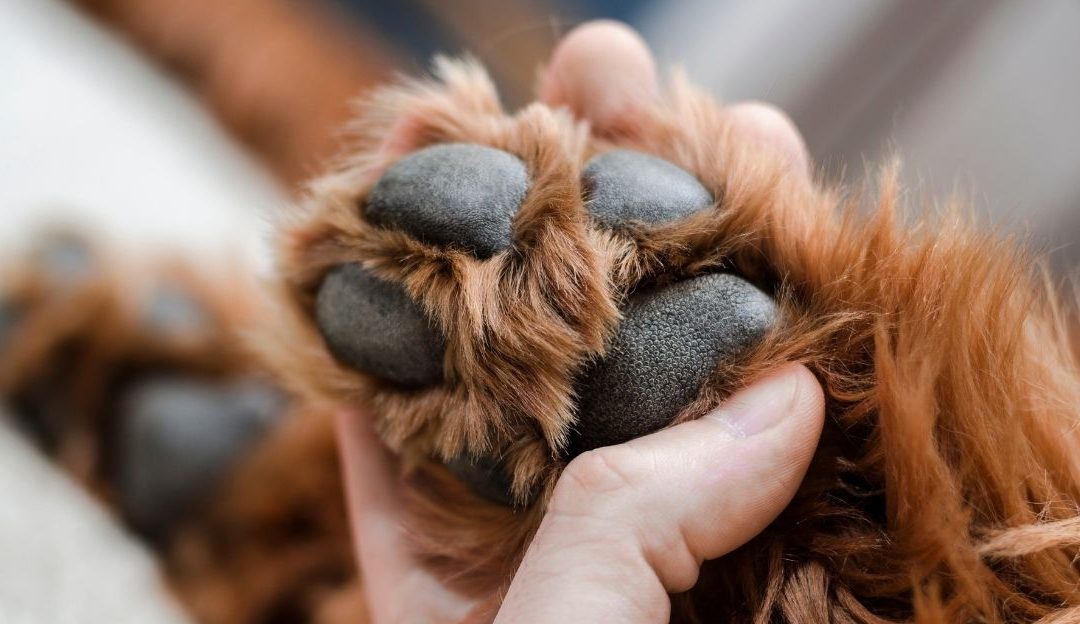 Why Are Dogs Sensitive in Their Front Paws: Understanding the „Hands“ of a Dog