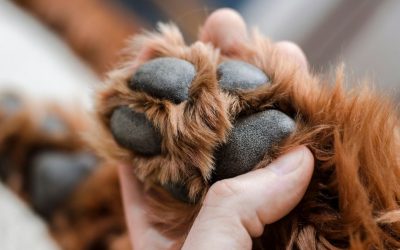 Why Are Dogs Sensitive in Their Front Paws: Understanding the „Hands“ of a Dog