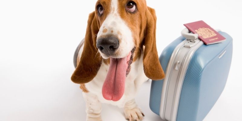 A dog with a travel passport and mandatory rabies vaccination documents, illustrating why you must vaccinate your dog against rabies for international travel
