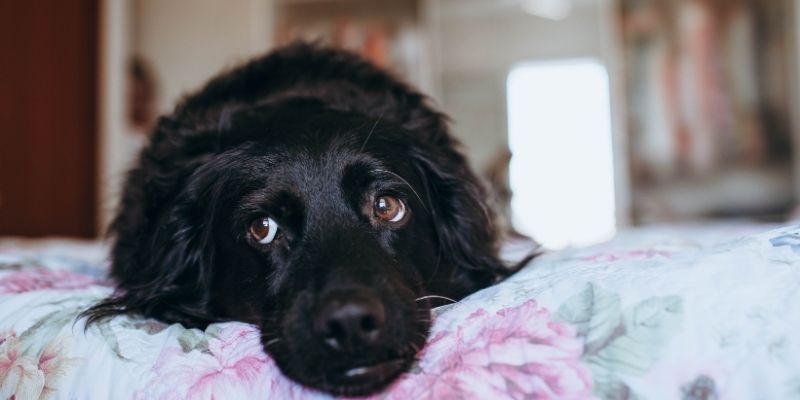 Tense dog lying on the floor showing signs of chronic stress in dogs
