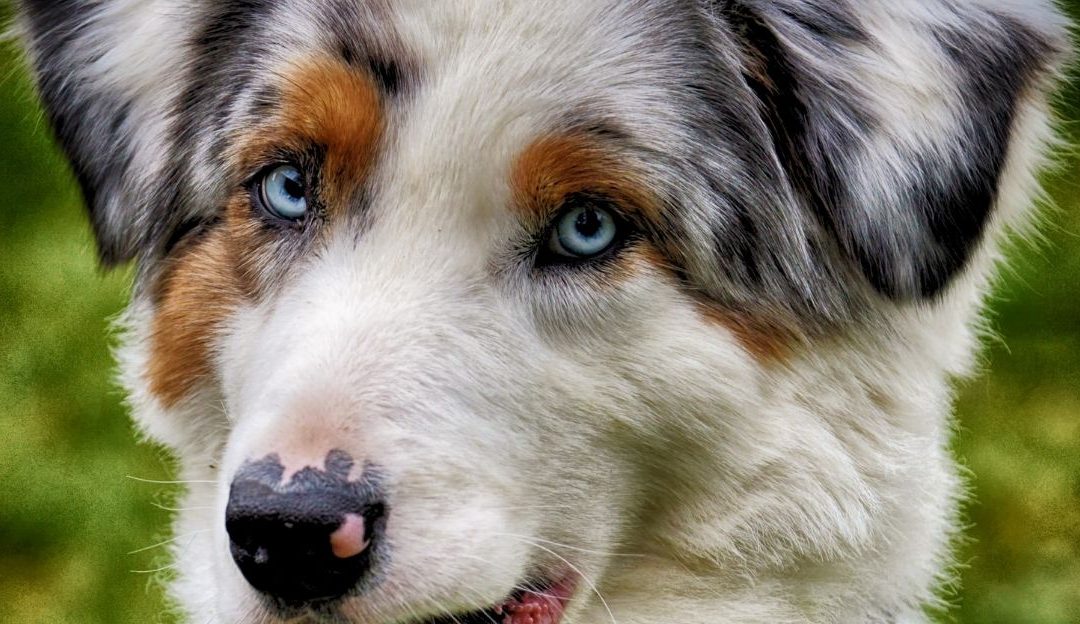 Do Dogs and Children React to What We Do?