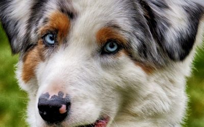 Do Dogs and Children React to What We Do?