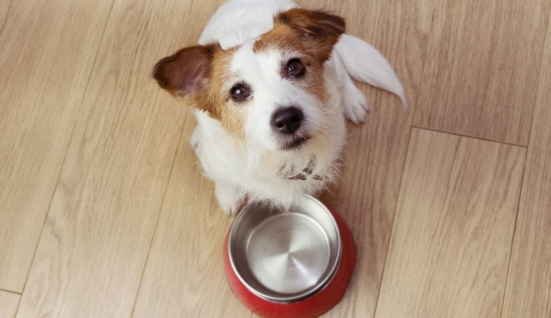 Why You Should Not Leave the Dog Bowl Out After a Meal