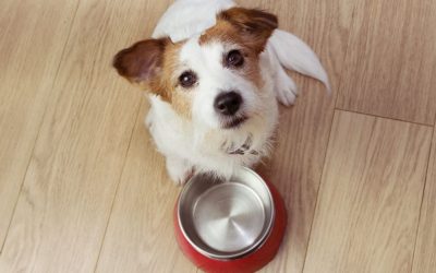 Why You Should Not Leave the Dog Bowl Out After a Meal