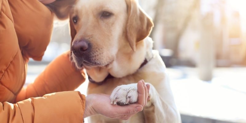 An owner touching a dog’s front paws to accustom it to contact, reducing fear and increasing trust