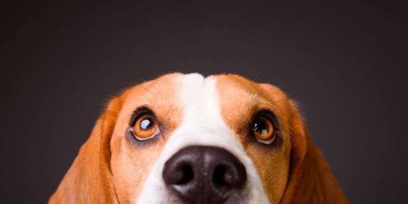 An anxious dog with a concerned expression in a tense family atmosphere, illustrating the emotional cost of pretending