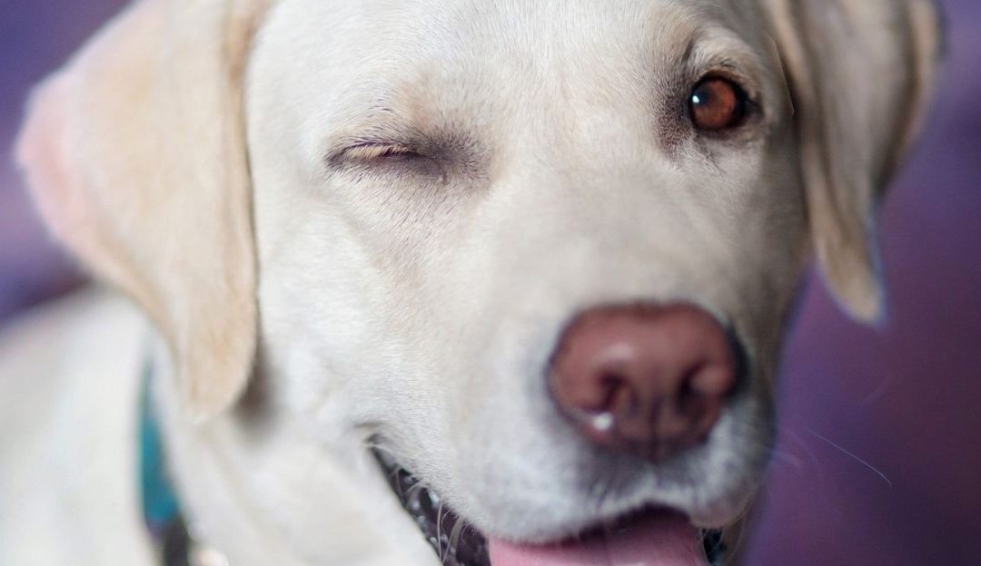 Is Your Dog Losing Vision? Nutrition That Supports Eye Health