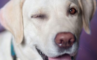 Is Your Dog Losing Vision? Nutrition That Supports Eye Health