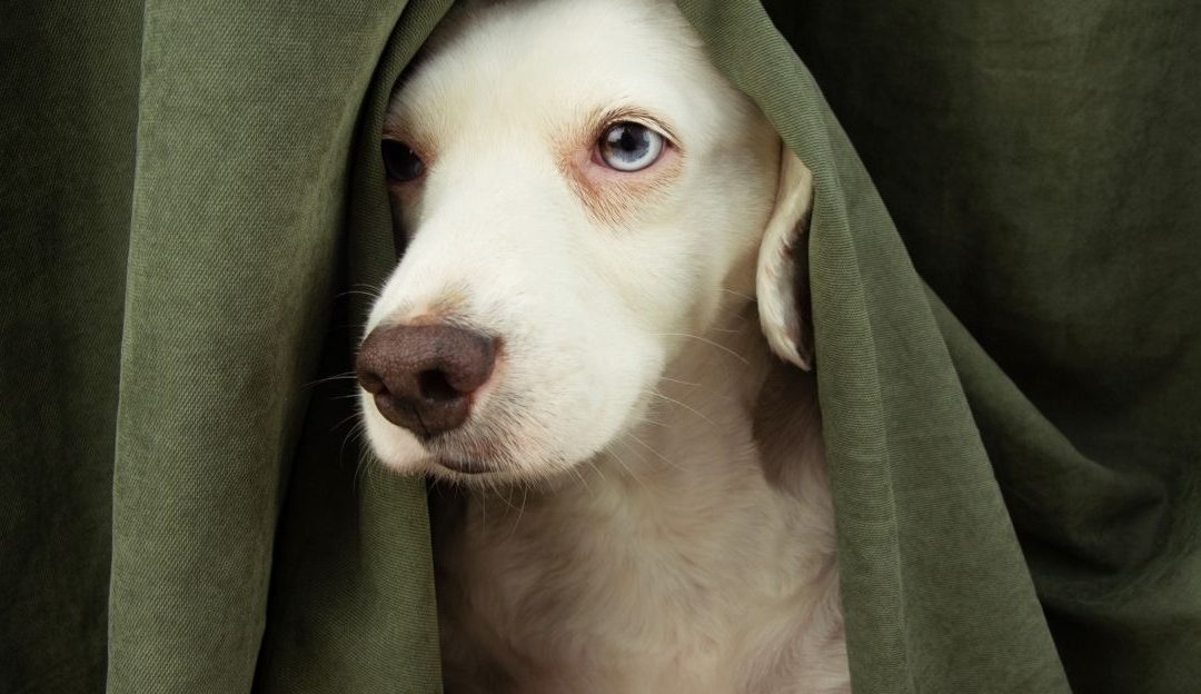 When a Dog Is Left Alone and Cries: What Separation Anxiety Really Is