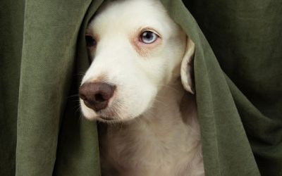 When a Dog Is Left Alone and Cries: What Separation Anxiety Really Is