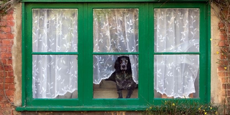 A dog sitting alone in an apartment, symbolizing modern loneliness and the result of anthropomorphism in the human dog relationship