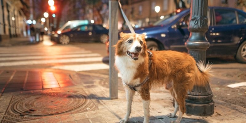 A dog in an urban environment reflecting how supporting dogs through nutrition addresses modern challenges
