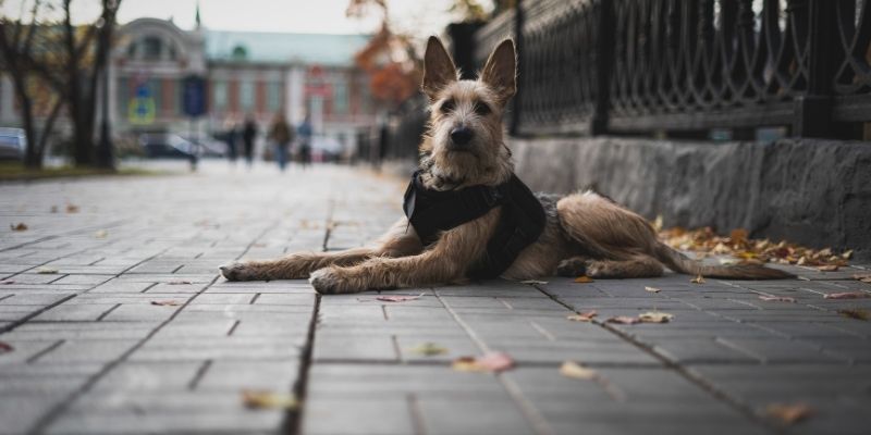 A dog in an urban environment, a symbol of modern challenges affecting canine health and the human dog relationship
