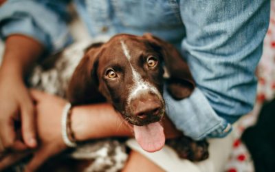 Why Does My Dog Stick to Me? Love, Safety, and the Game of Power