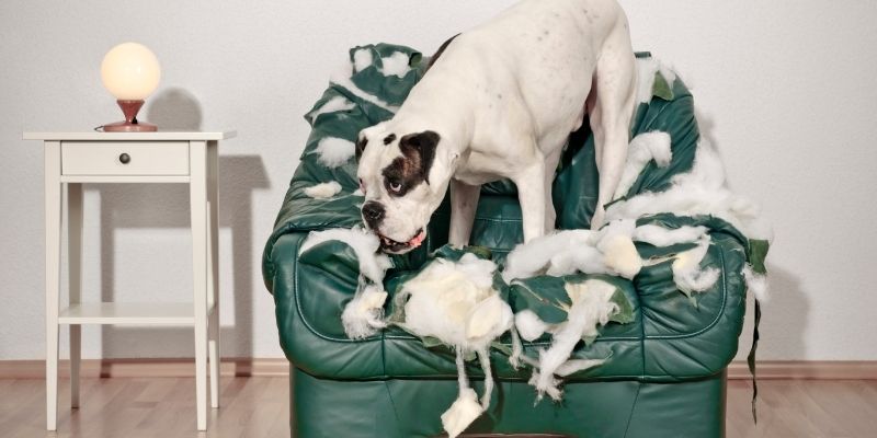 A dog left alone crying and destroying things due to separation anxiety