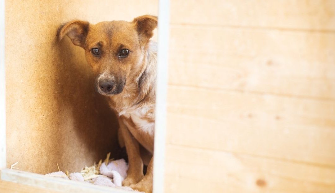 Shelter dogs behind metal bars illustrating the struggle of dogs in shelters nutrition and survival
