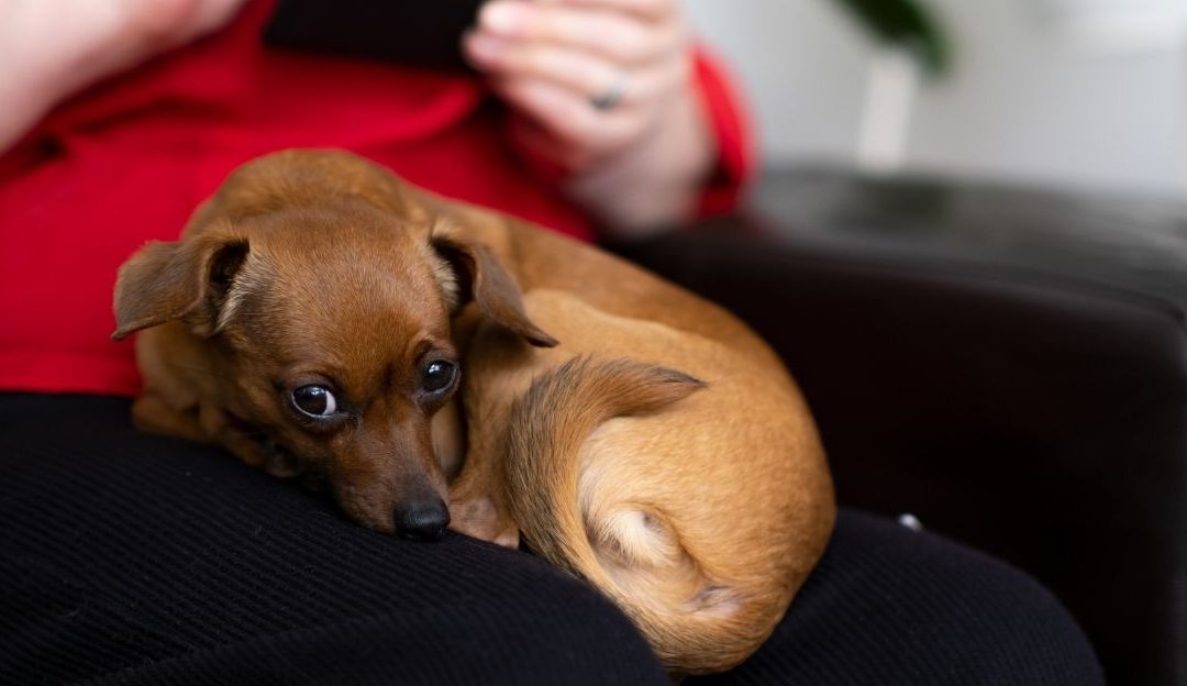 The Dog, Partner, and Therapist: When Love for a Dog Becomes an Escape from People