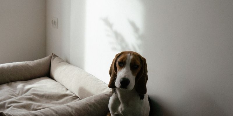 A dog with a worried expression reflecting anxiety in dogs and family tension