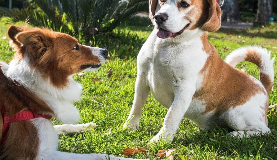 A dog lying next to its owner seeking security instead of socializing with other dogs