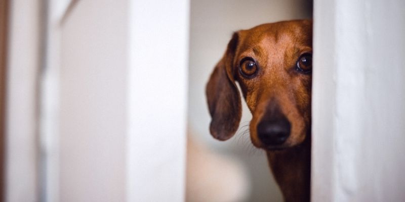 A dog in silence expressing suffering as a path to inner harmony and peace