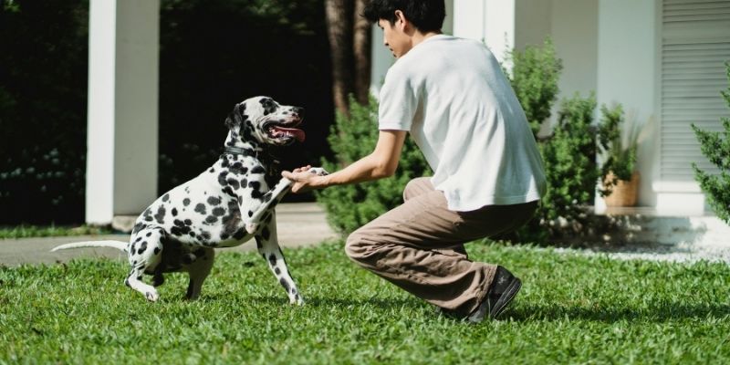Dogs and the culture of conflict in relationships reflecting a pure emotional bond