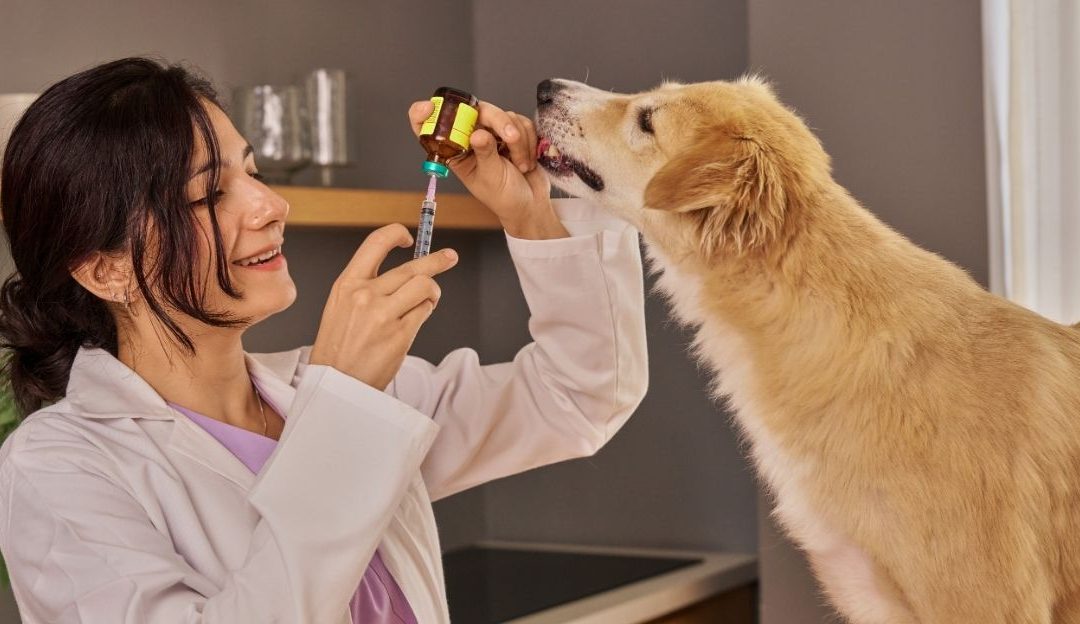 Why You Must Vaccinate Your Dog Against Rabies