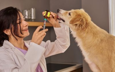 Why You Must Vaccinate Your Dog Against Rabies
