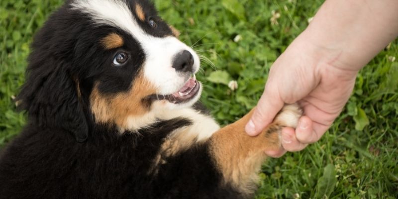 A dog and owner reflecting on the real cost of choices in their relationship