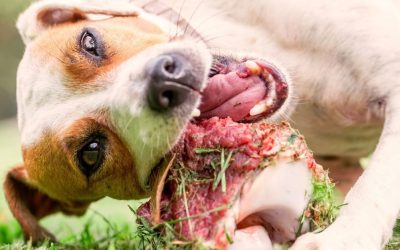 Pay Attention When Giving Your Dog Raw Bones