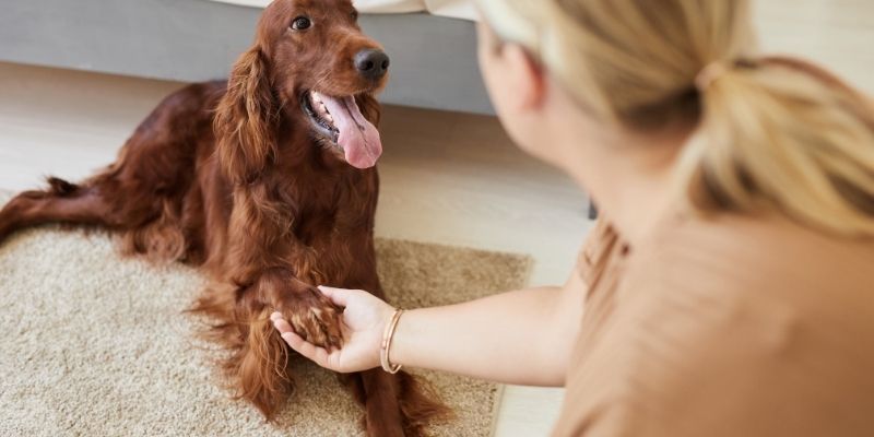 A dog and owner making deep eye contact, representing the human dog relationship and emotional balance