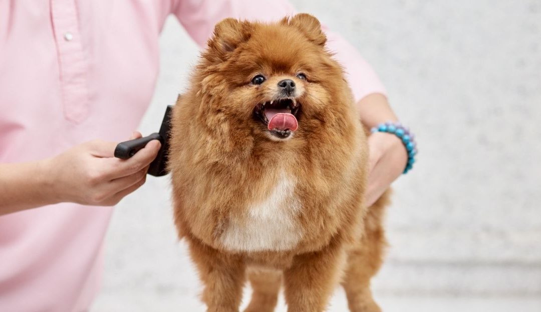 How Often to Bathe and Brush Dogs