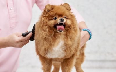 How Often to Bathe and Brush Dogs