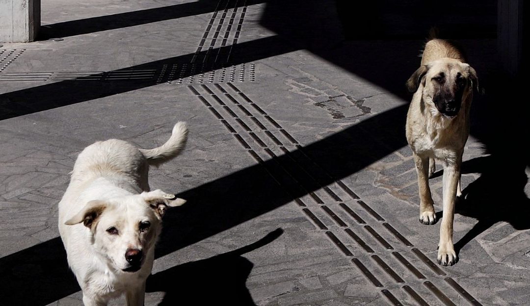 What Are Stray Dogs and How to Understand Their Nature