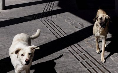 What Are Stray Dogs and How to Understand Their Nature
