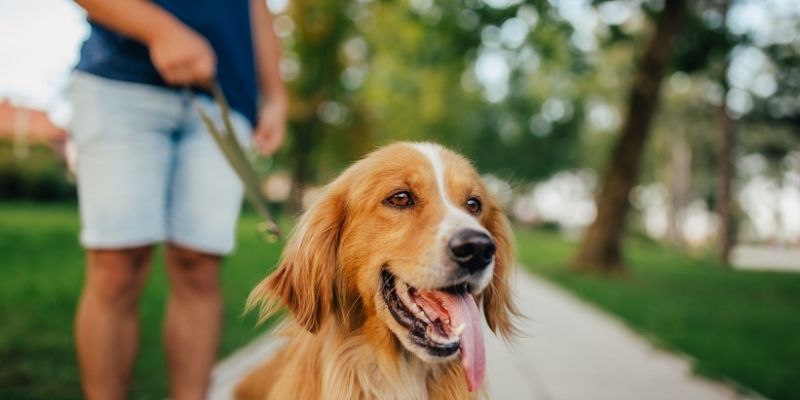 Owner and dog in harmony – a walk or a shared moment of relaxation