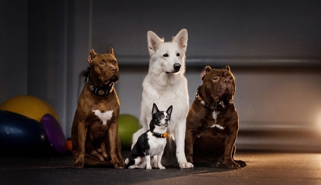 A dog and a human standing side by side showing their unbreakable bond