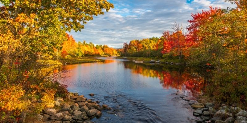 A calm river in nature symbolizing the flow of life and free will vs parting with a dog