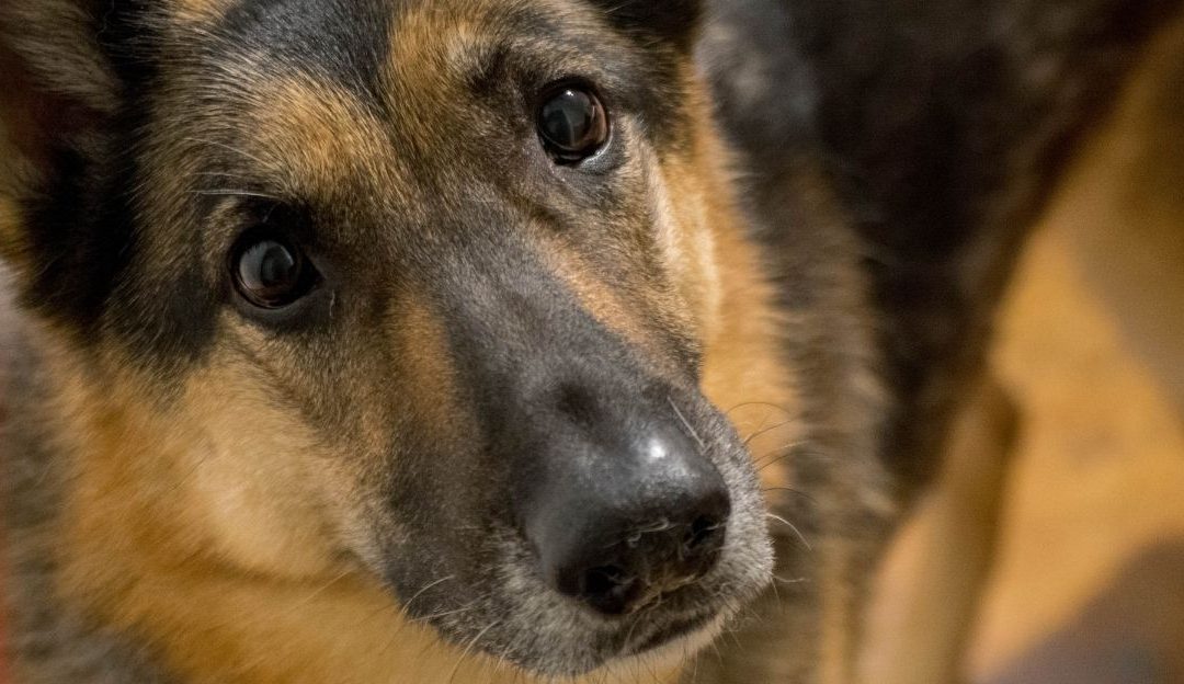 The Third Wave of Dog Evolution and Messages from the Movie Screen