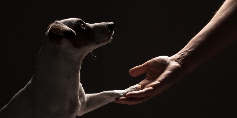A human hand and a dog paw in a moment of parting with a dog and deep connection