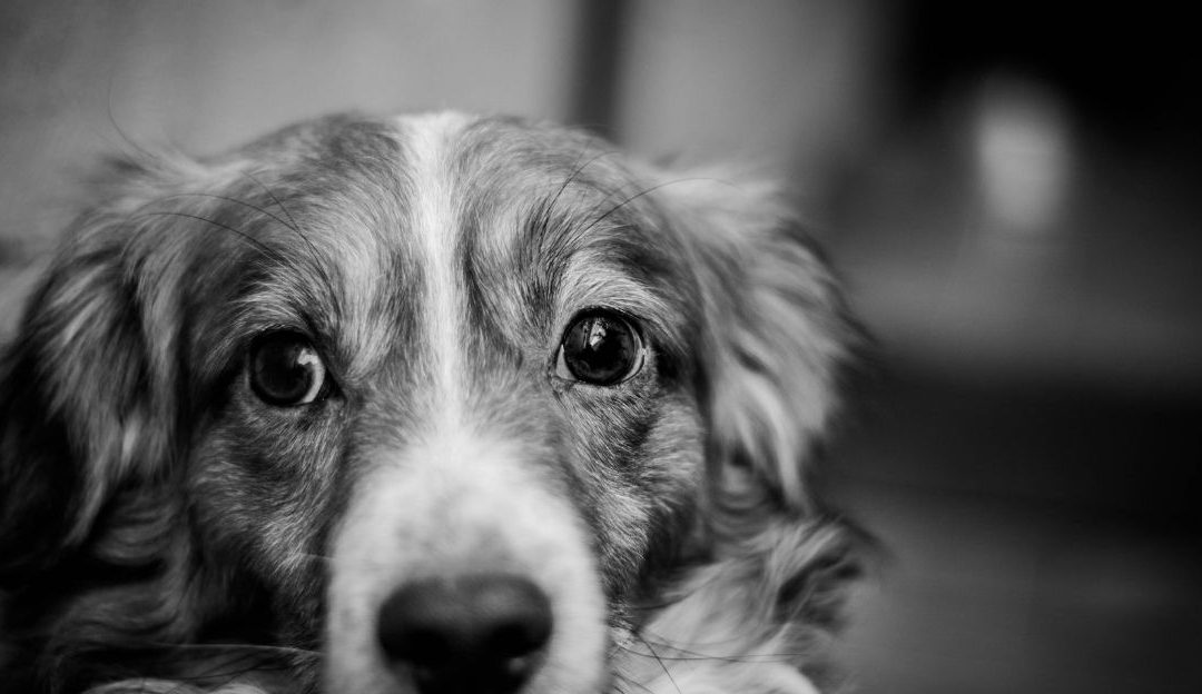 A black and white photograph representing the memory of a dog and the grief felt when a dog dies