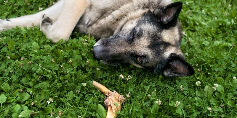 An old decomposing raw bone that has become dangerous for dogs to chew