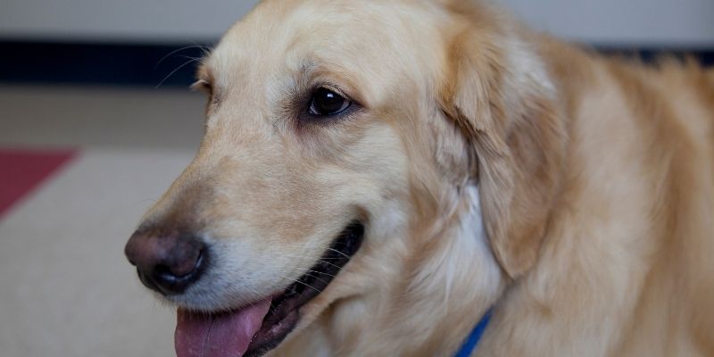 A therapy dog with a vest working in a rehabilitation center, illustrating the load of canine emotional labor
