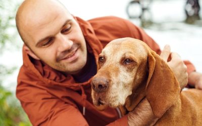 Why Dogs Touch the Places Where It Hurts the Most
