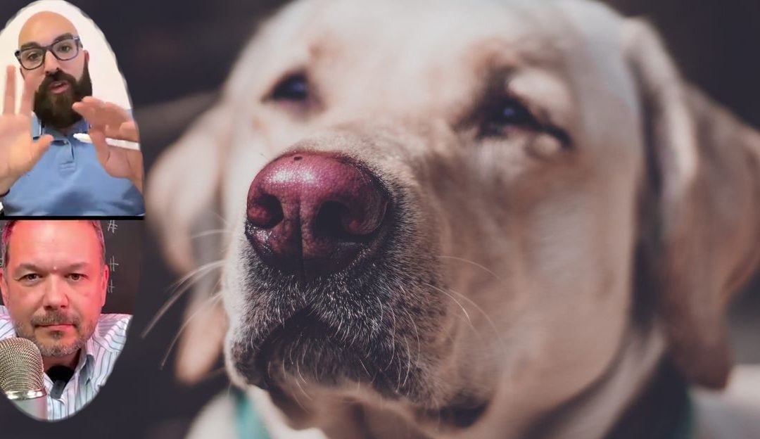 Therapy Dogs: Helpers or Victims of Their Role? When Therapy Becomes a Burden for the Dog