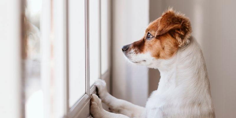 A dog looking out a window in a quiet atmosphere, symbolizing the stillness felt when a dog dies