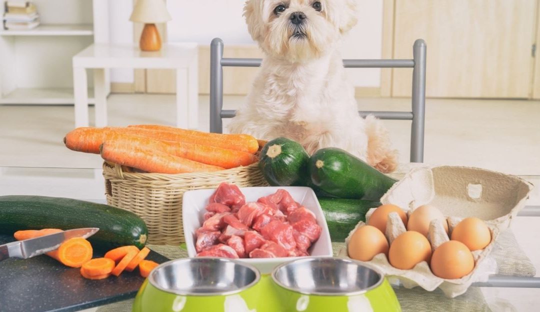 Supporting Dogs Through Nutrition: Why Food Is the Most Important Act of Love