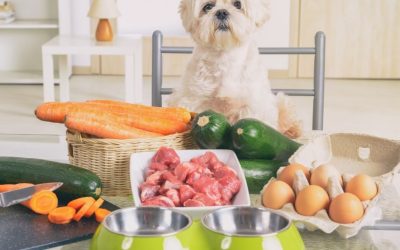Supporting Dogs Through Nutrition: Why Food Is the Most Important Act of Love