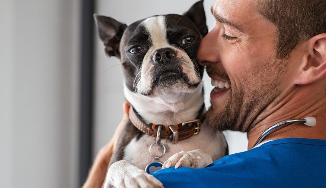 Homemade bone broth for dogs being prepared as a way of supporting dogs through nutrition
